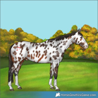 Horse Color:Bay Appaloosa 