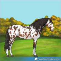 Horse Color:Bay Appaloosa