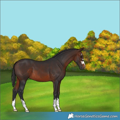 Horse Color:Brown 