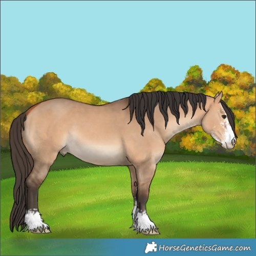 Horse Color:Bay Dun Sabino 