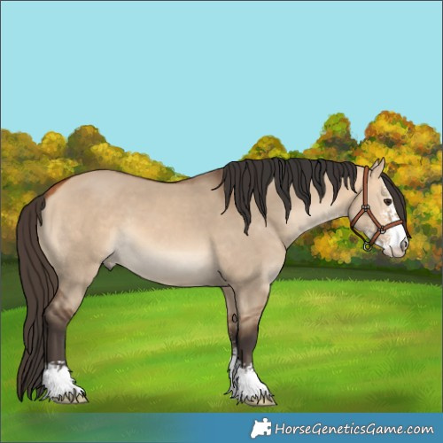 Horse Color:Bay Dun Sabino 