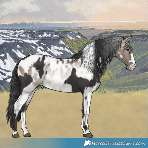 Horse Color:Smoky Black and Brown Dun Tobiano Appaloosa
