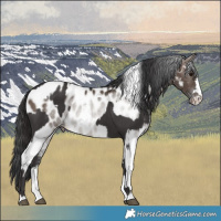 Horse Color:Smoky Black  and Brown Dun Tobiano Appaloosa 