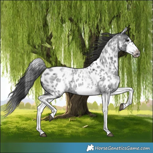Horse Color:White Spotted Blue Roan Splash Frame Near Leopard