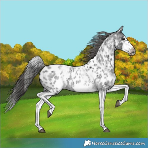 Horse Color:White Spotted Blue Roan Splash Frame Appaloosa