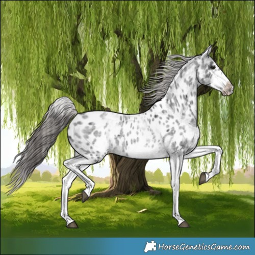 Horse Color:White Spotted Blue Roan Splash Frame Near Leopard