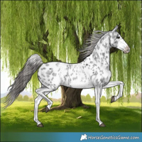 Horse Color:White Spotted Blue Roan Splash Frame Near Leopard