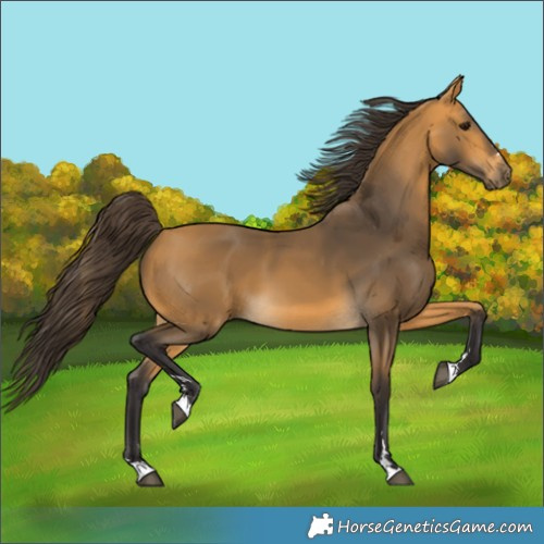 Horse Color:Buckskin 