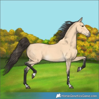 Horse Color:Buckskin 