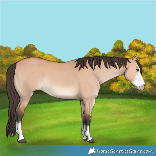 Horse Color:Bay Dun Sabino 