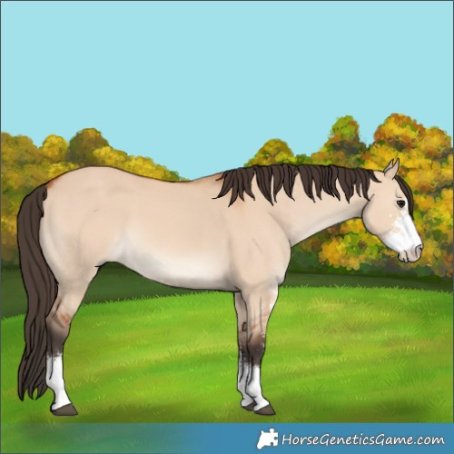Horse Color:Bay Dun Sabino