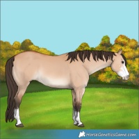Horse Color:Bay Dun Sabino 