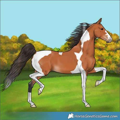 Horse Color:Bay Tobiano 