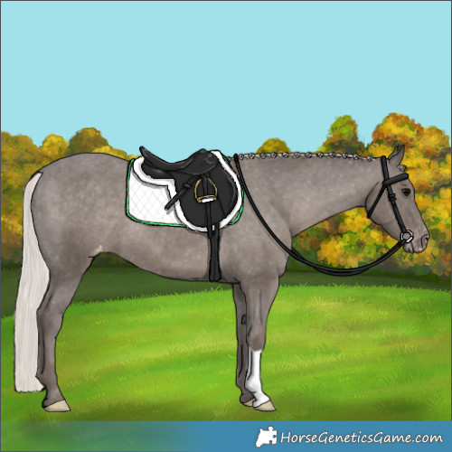 Horse Color:Silver Black Appaloosa 