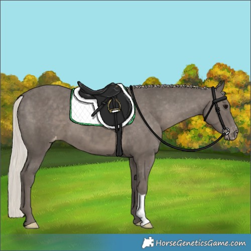 Horse Color:Silver Black Varnish 