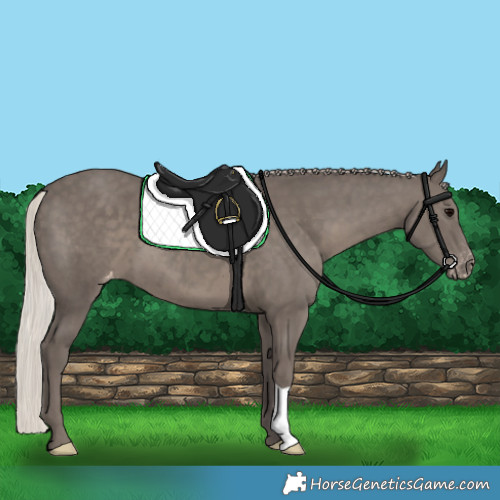 Horse Color:Silver Black Appaloosa 