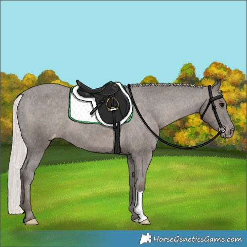 Horse Color:Silver Black Varnish 