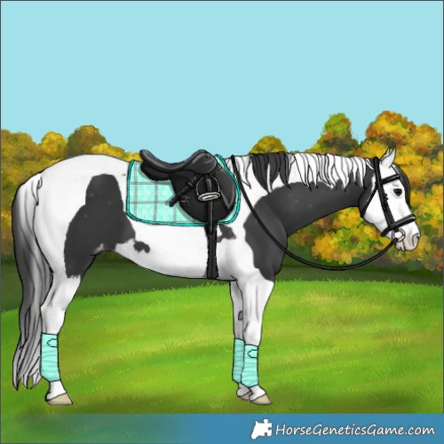 Horse Color:Black Splash Tobiano Varnish 