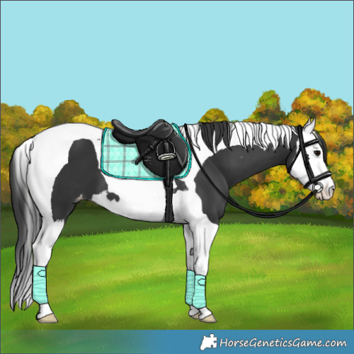 Horse Color:Black Splash Tobiano Appaloosa 