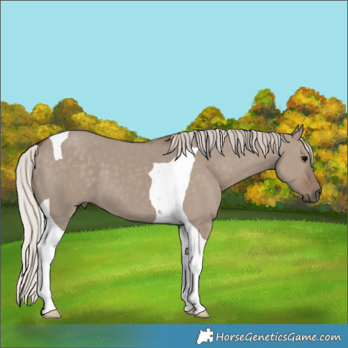 Horse Color:Silver Grullo Tobiano 