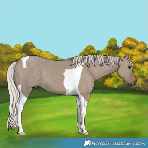 Horse Color:Silver Grullo Tobiano 