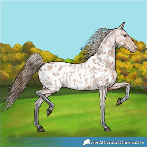 Horse Color:Bay Roan Near Leopard 