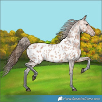 Horse Color:Bay Roan Appaloosa