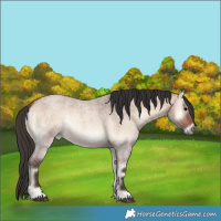 Horse Color:Bay Roan Onyx 