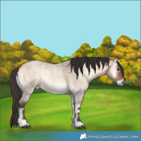 Horse Color:Bay Roan Onyx 