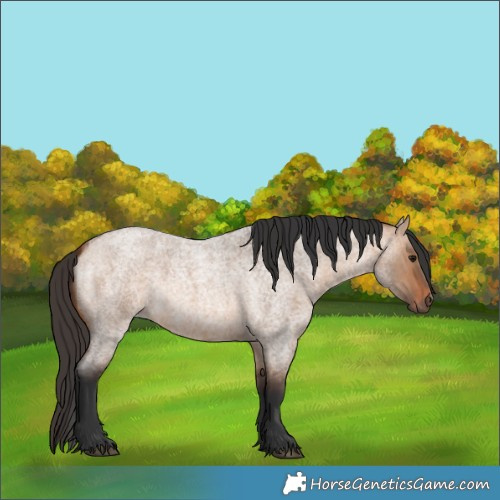 Horse Color:Bay Roan Dun