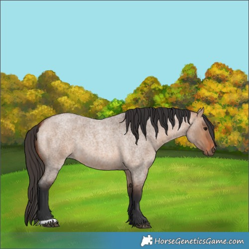 Horse Color:Bay Roan Dun