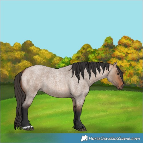Horse Color:Bay Roan Dun 