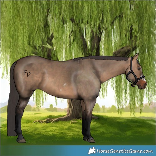 Horse Color:Bay Dun  and Bay Dun Frame 