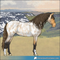 Horse Color:Buckskin Roan Near Leopard 