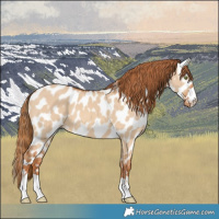 Horse Color:Red Dun Appaloosa 