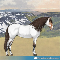 Horse Color:Bay Roan Dun Appaloosa 