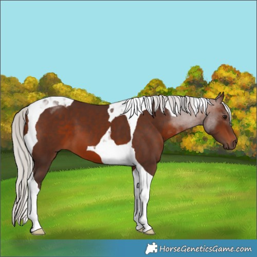 Horse Color:Silver Brown Tobiano 