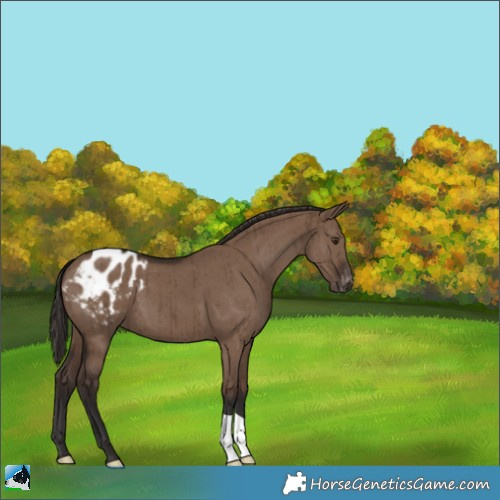 Horse Color:Liver Red Dun Appaloosa Brindle 