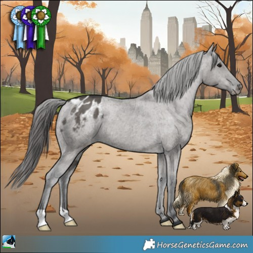Horse Color:Grullo Appaloosa Brindle