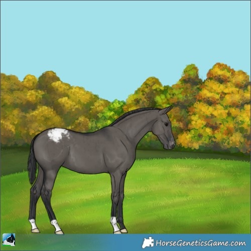 Horse Color:Grullo Varnish Brindle 