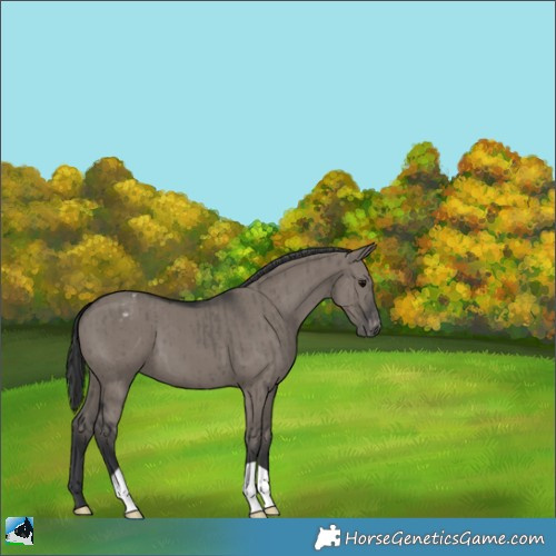 Horse Color:Grullo Appaloosa Brindle 