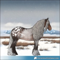 Horse Color:White Spotted Silver Brown Tobiano Blanket 