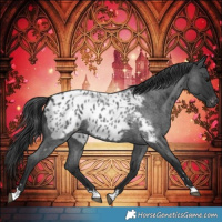 Horse Color:Blue Roan Appaloosa 