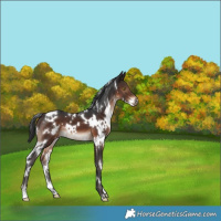 Horse Color:White Spotted Brown