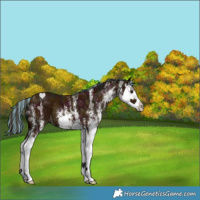 Horse Color:Painted White Spotted Midnight Bay Splash 
