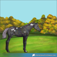Horse Color:Watercolor Midnight Black Chinchilla Ice Pearl