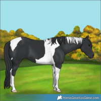Horse Color:Black Tobiano 