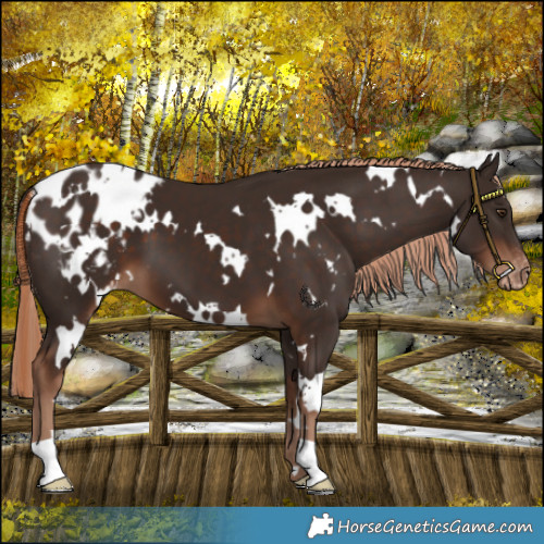 Horse Color:White Spotted Liver Chestnut Blanket 