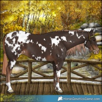Horse Color:White Spotted Liver Chestnut Blanket 