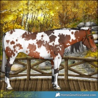 Horse Color:White Spotted Bay Appaloosa Rabicano 